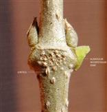  Interpetiolar zone with glands